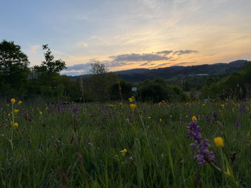 Weide met kleurrijke bloemen onder een zonsondergang en heuvels op de achtergrond.
